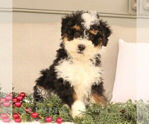 Bernedoodle (Miniature) Puppy for sale in EPHRATA, PA, USA