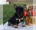 Small #2 French Bulldog