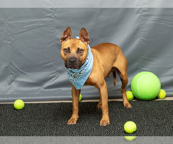 Medium Photo #2 Mutt Puppy For Sale in Sanford, FL, USA