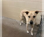 Small Labrador Retriever Mix