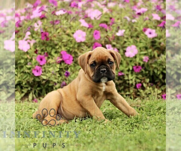 Medium Photo #4 Boxer Puppy For Sale in GORDONVILLE, PA, USA