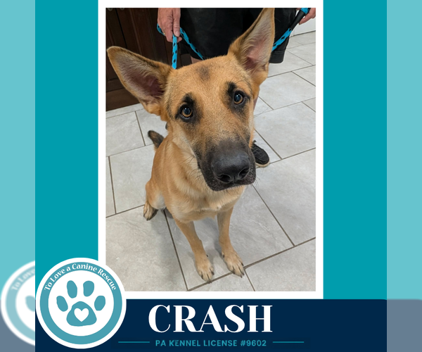 Medium Photo #2 German Shepherd Dog Puppy For Sale in Kimberton, PA, USA