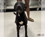 Small Labrador Retriever Mix
