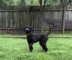 Small Photo #1 Goldendoodle Puppy For Sale in SAN ANTONIO, TX, USA