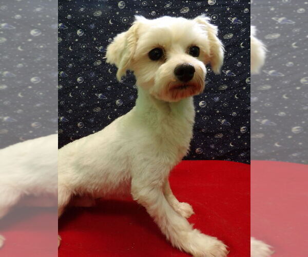 Medium Photo #3 Maltese Puppy For Sale in PATERSON, NJ, USA
