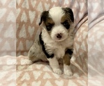 Small Photo #2 Miniature Australian Shepherd Puppy For Sale in LUBBOCK, TX, USA