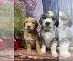 Small Photo #35 Aussiedoodle Puppy For Sale in COMMERCE, MI, USA