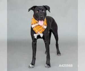 Labrador Retriever-Unknown Mix Dogs for adoption in Conroe, TX, USA