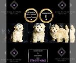Small Photo #113 Maltipoo (Miniature) Puppy For Sale in WARSAW, IN, USA