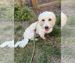 Small #3 Coton de Tulear Mix