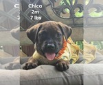 Small #9 Chihuahua Mix