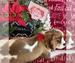 Small #6 Cavalier King Charles Spaniel