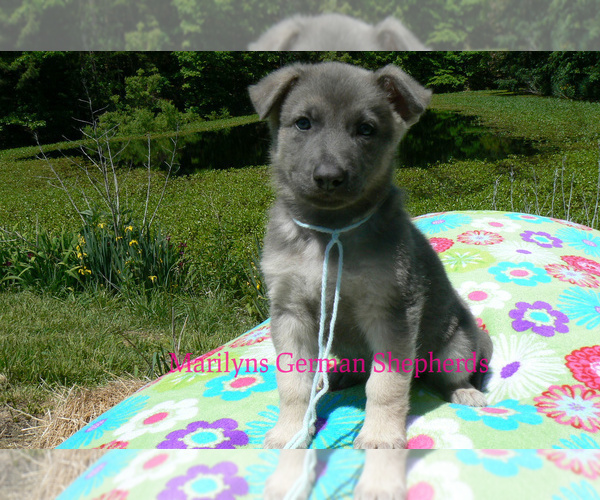 Medium Photo #4 German Shepherd Dog Puppy For Sale in PIEDMONT, MO, USA