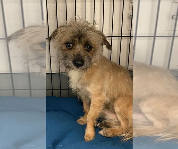 Medium Photo #3 Mutt Puppy For Sale in Lawrenceville, NJ, USA