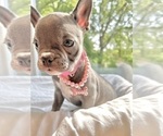 Small Photo #3 French Bulldog Puppy For Sale in DANBURY, CT, USA