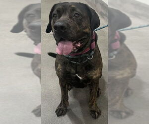 Mutt Dogs for adoption in Forestville, MD, USA