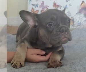French Bulldog Puppy for sale in TAMPA, FL, USA