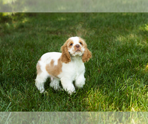 Cocker Spaniel Puppy for sale in NAPPANEE, IN, USA