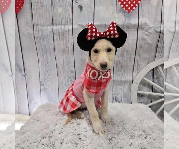 Medium Photo #7 Siberian Husky-Unknown Mix Puppy For Sale in Fargo, ND, USA