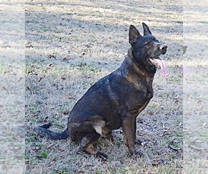 Father of the German Shepherd Dog puppies born on 04/21/2026