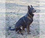 Small Photo #1 German Shepherd Dog Puppy For Sale in POWDER SPRINGS, GA, USA