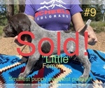 Small Photo #14 German Shorthaired Pointer Puppy For Sale in FLORISSANT, CO, USA