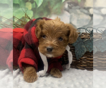 Small YorkiePoo
