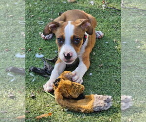 Boxer-Unknown Mix Dogs for adoption in Woodbury, NY, USA