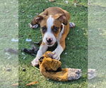 Small Boxer Mix