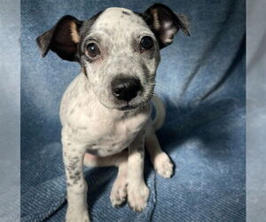 Chihuahua Dogs for adoption in Rancho Cucamonga, CA, USA
