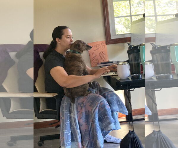 Medium Photo #5 Feist Terrier-Unknown Mix Puppy For Sale in Arlington, VA, USA