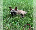 Small Photo #5 French Bulldog Puppy For Sale in CLARE, IL, USA