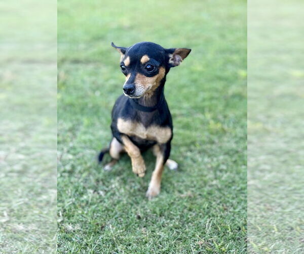 Medium Photo #3 Chihuahua-Unknown Mix Puppy For Sale in PIPE CREEK, TX, USA