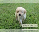 Small #2 Golden Retriever