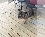 Small #15 American Pit Bull Terrier-Bulldog Mix