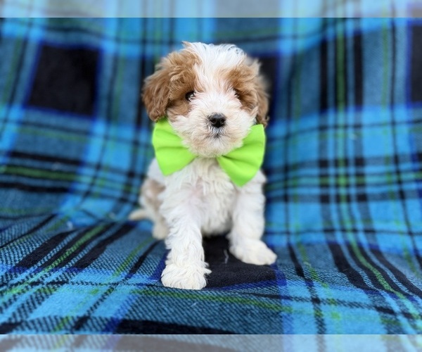 Medium Photo #2 Cavapoo (Miniature) Puppy For Sale in LAKELAND, FL, USA