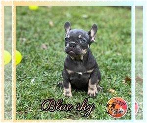 French Bulldog Puppy for sale in MIAMI LAKES, FL, USA