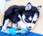 Small #1 Pomsky