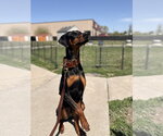 Small #7 Doberman Pinscher