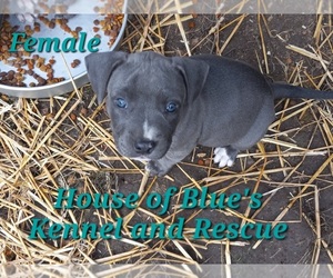 American Pit Bull Terrier Puppy for sale in DELAWARE, OH, USA