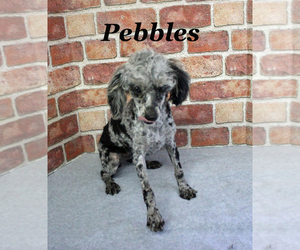 Poodle (Toy) Puppy for sale in CHANUTE, KS, USA