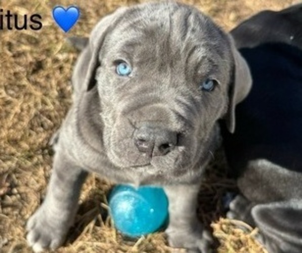 Medium Photo #2 Cane Corso Puppy For Sale in COLONIAL HEIGHTS, VA, USA