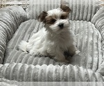 Puppy Puppy 3 Morkie