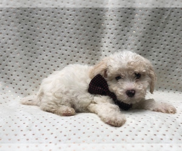 Medium Photo #1 Poochon Puppy For Sale in LAKELAND, FL, USA