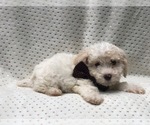 Small Photo #1 Poochon Puppy For Sale in LAKELAND, FL, USA