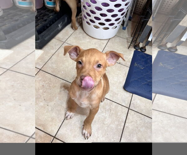 Medium Photo #2 Labrador Retriever-Unknown Mix Puppy For Sale in Tracy City, TN, USA