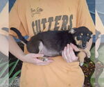 Small #1 Australian Shepherd Mix