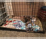 Small #3 Bullboxer Pit