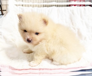 Pomeranian Puppy for sale in DAWSONVILLE, GA, USA