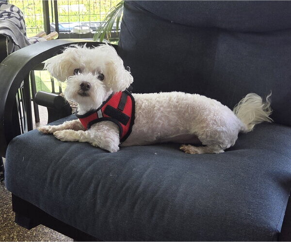 Medium Photo #1 Bichon Frise-Unknown Mix Puppy For Sale in Spring, TX, USA